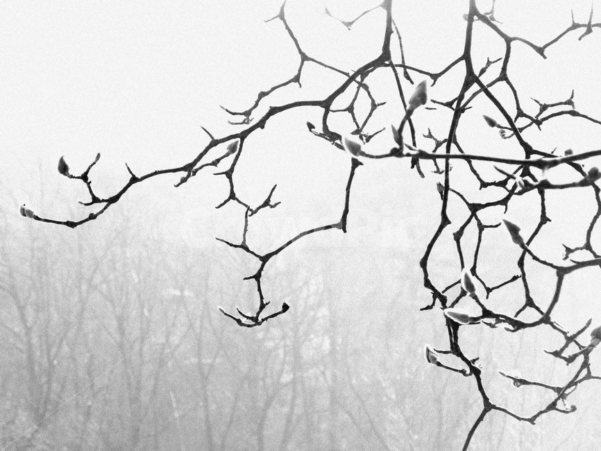 목련,목련나무,겨울나기,목련꽃봉우리,겨울나무,흑백,모노톤,monochrome,black and white