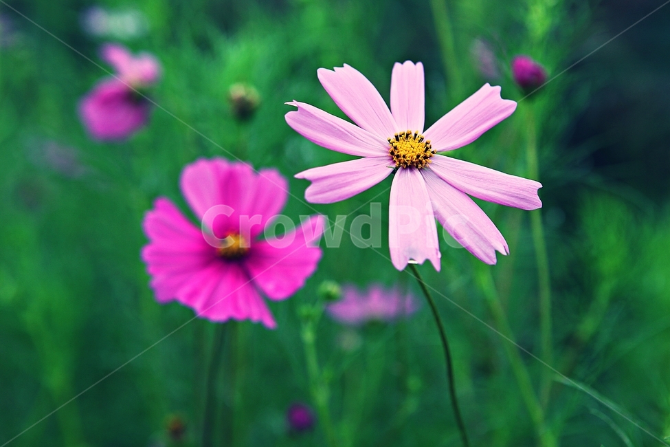 코스모스,꽃,꽃잎,들꽃,식물,가을꽃,가을,공원,자연,식물,자연,plants,nature,꽃,flower