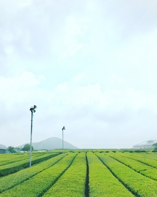제주도,녹차,녹차밭,여름,하늘,구름,자연,풍경,nature,landscape,시골,마을,country,rural,town,산업,industry,industrial,농업,농사,agriculture,farming,farming industry,field,들