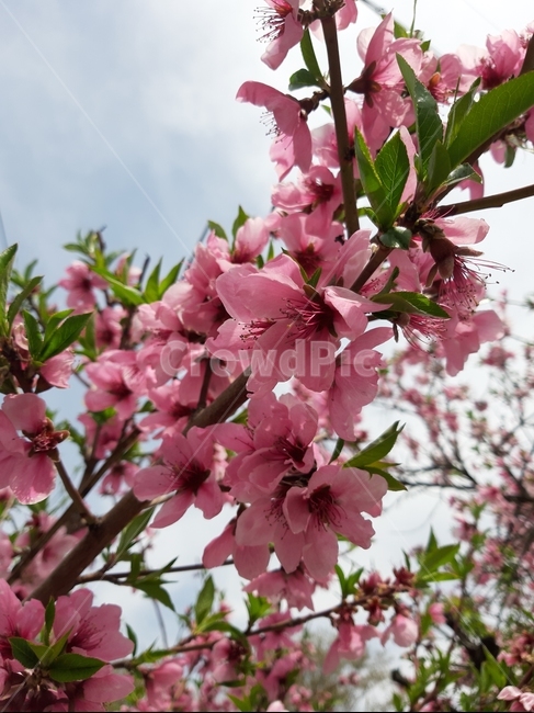꽃,봄,봄꽃,잎,flower