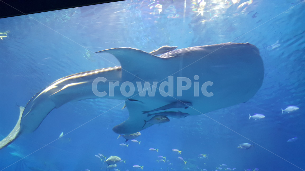 일본,자연,경관,츄라우미수족관,오키나와,동물,animal,어류,물고기,fish