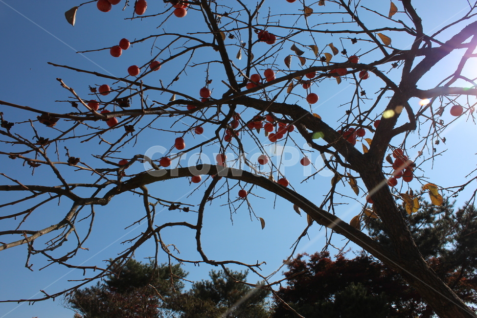 가을,나무,풍경,가지,가을풍경,식물,자연,plants,nature,과일,열매,fruit