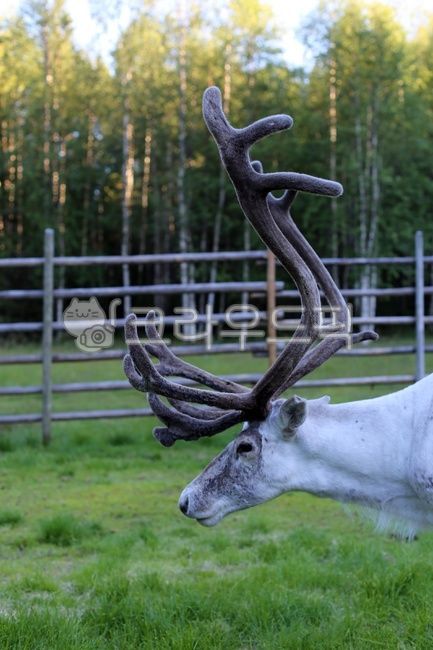 deer,reindeer,Rudolf,horned deer,wild animals,nordic reindeer,deer antlers,finnish reindeer,scandinavia,Finland,finland,wildlife