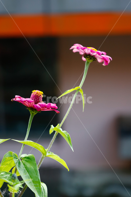 식물,피아골,지리산,꽃,가을,화초,식물,자연,plants,nature,꽃,flower