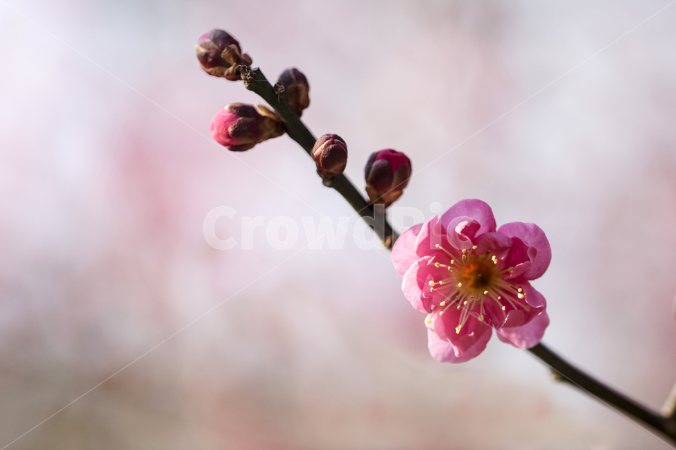 매화,매화꽃,매화나무,봄,봄꽃,꽃,홍매화,봄,계절,spring,season,식물,자연,plants,nature,꽃,flower,plant,blossom