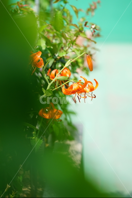 식물,꽃,플라워,생명,생물,컬러,색감,감성,flower,color,식물,자연,plants,nature,꽃,flower