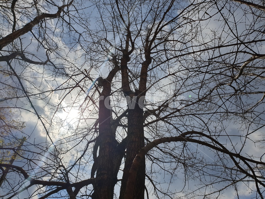 쌍나무하늘,해,나무,구름,나무의가지,자연,풍경,nature,landscape,tree,plant,식물,tree trunk,나무 줄기