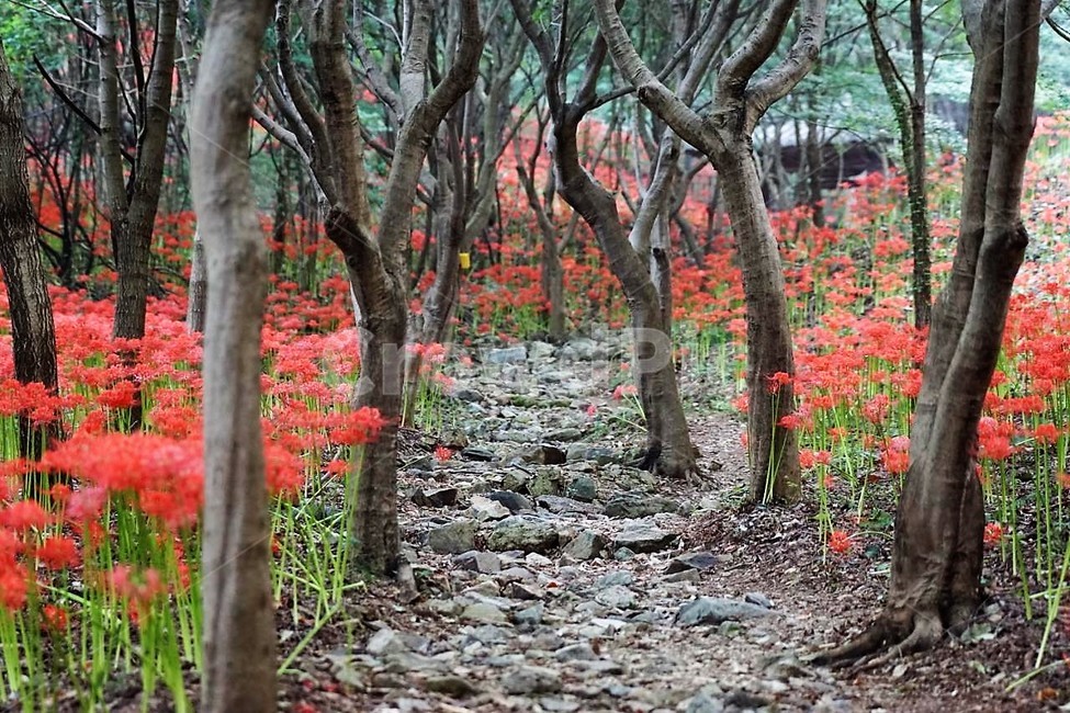 꽃,상사화,꽃무릇,자연,식물,가을,붉은꽃,flower,함평,용천사,nature,나무,자연,풍경,nature,landscape,식물,plants,나무,trees,wood,ground,바닥,tree,plant,tree trunk,나무 줄기,leaf,잎