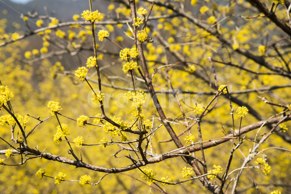 꽃,산수유,봄,flower,산수유나무,봄,계절,spring,season