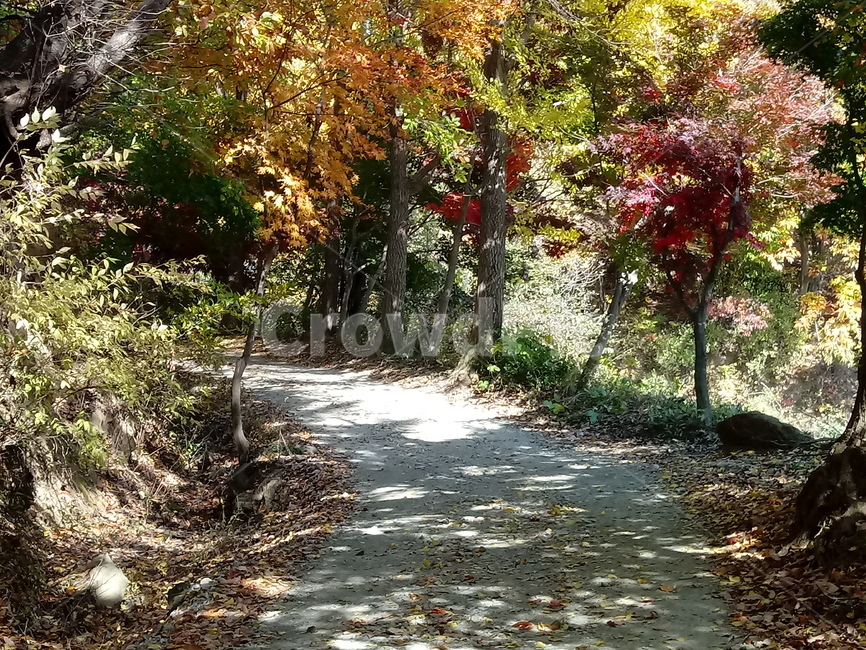 도로,길,등산로,산책로,road,가을,단풍,낙엽,계절,plant,leaf