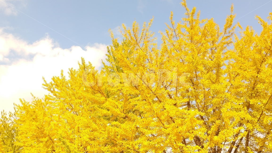 은행,단풍,가을,경주,은행나무,출사,가을,계절,fall,autumn,season,자연,풍경,nature,landscape,tree,나무,plant,식물