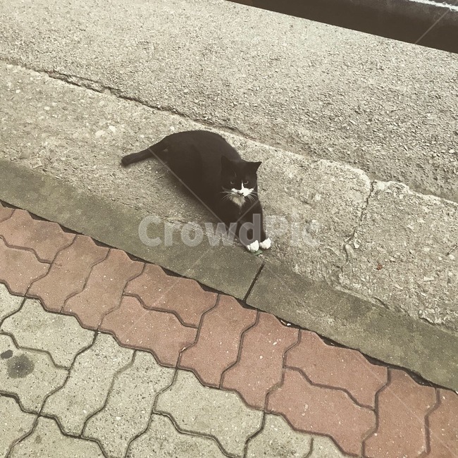고양이,냥이,길고양이,하얀빌,겅은고양이