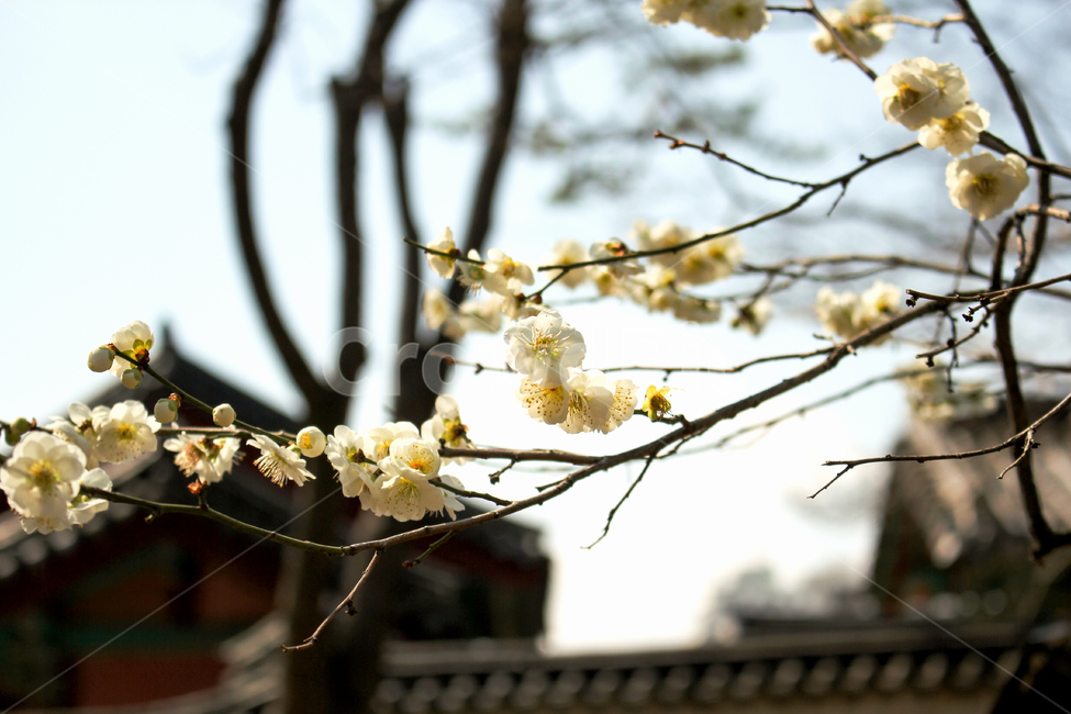 plant,식물,매화,봄,꽃
