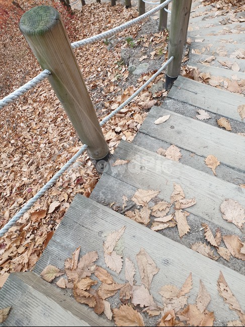 leaf,잎,plant,식물,가을,계단,난간,낙엽