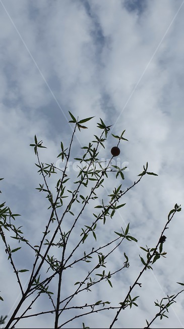 복숭아나무,복숭아,peach,tree,열매,가을,fall,fruit,자연,nature