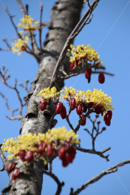 나무,꽃,산수유,봄,노란색,식물,자연,plants,nature,꽃,flower