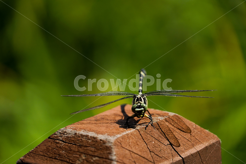 invertebrate,무척추동물,animal,동물,insect,곤충,잠자리,동물,animal,곤충,벌레,insect,bug