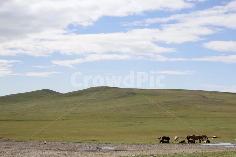 자연,들판,하늘,초원,동물,자연,풍경,nature,landscape,outdoors,옥외,mammal,포유류,cattle,가축,animal,cow,소,grassland,목초지,field,들