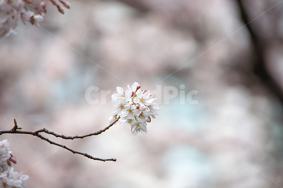 벚나무,분홍색,핑크,개화,만개,벚꽃축제,계절,springseason,자연,plants,natureflower,plantblossomcherry,blossom,벚꽃,봄,봄꽃,꽃,아름다운,식물,체리블라썸,사쿠라꽃잎,나무,나뭇가지,봄,계절,spring,season