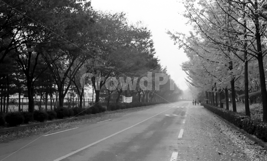 흑백,길,가을,필름,안개,낙엽,자연,풍경,nature,landscape,흑백,모노톤,monochrome,black and white,road,도로,asphalt,아스팔트,highway,고속도로,freeway,고속 도로