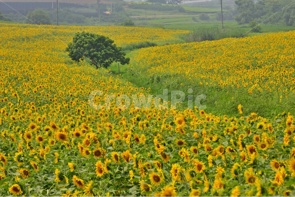 plant,식물,flower,blossom,해바라기,해바라기꽃,해바라기밭,고창,학원농장,농장,자연,경치,경관,풍경