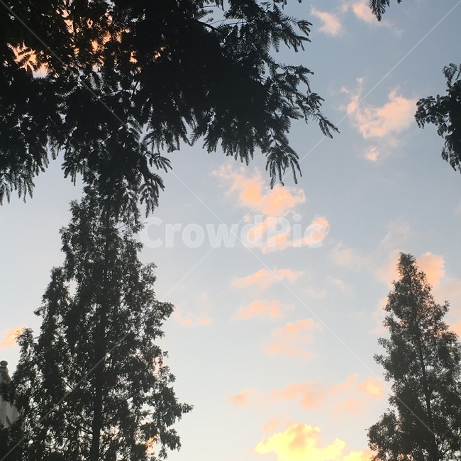 노을,sunset,가로수,하늘,streettrees,sky