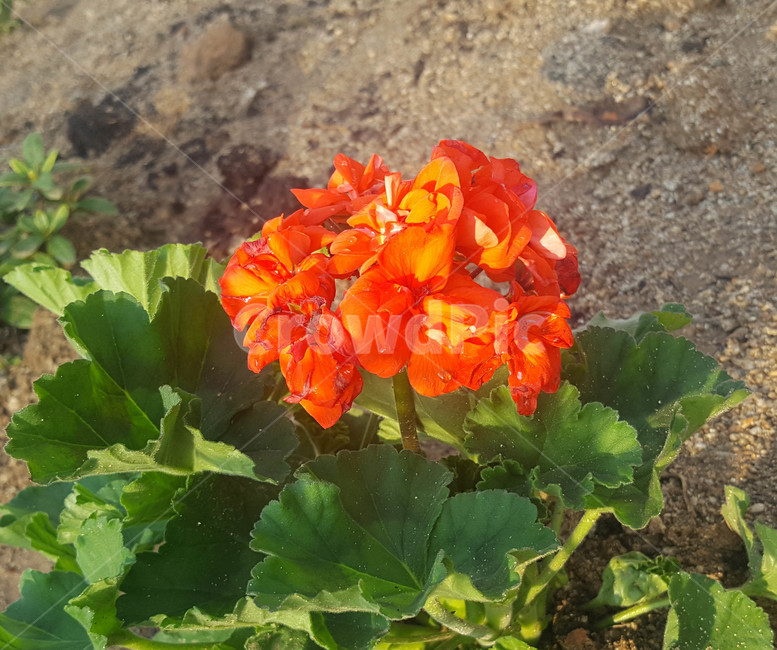 꽃,식물,근접,봄,flower