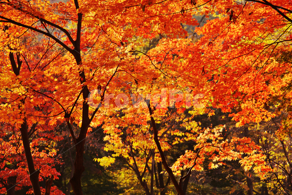 단풍,가을,불타는잎새,낙엽,만추,풍경,가을,계절,fall,autumn,season,leaf,잎,plant,식물,tree,나무,maple
