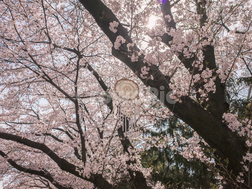cherry blossom tree,spring,Cherry Blossom,nature,season