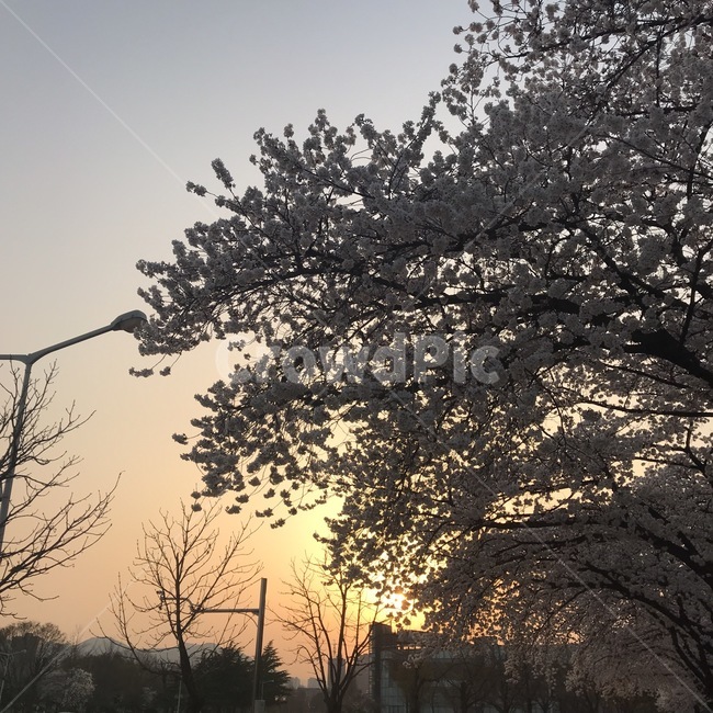 벚꽃,봄,노을,하늘,꽃,대학로,벚나무,봄,계절,spring,season,plant,식물