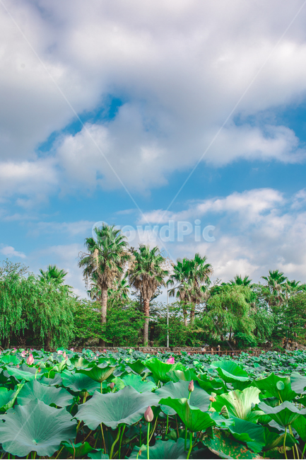 연꽃,연화못,풍경,연못,하늘,구름,자연,야자수,나무,느티나무,자연,풍경,nature,landscape,summer,여름,plant,식물