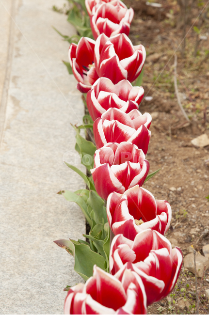 flower,식물,꽃,plant,튤립,봄꽃,5월의꽃,꽃길