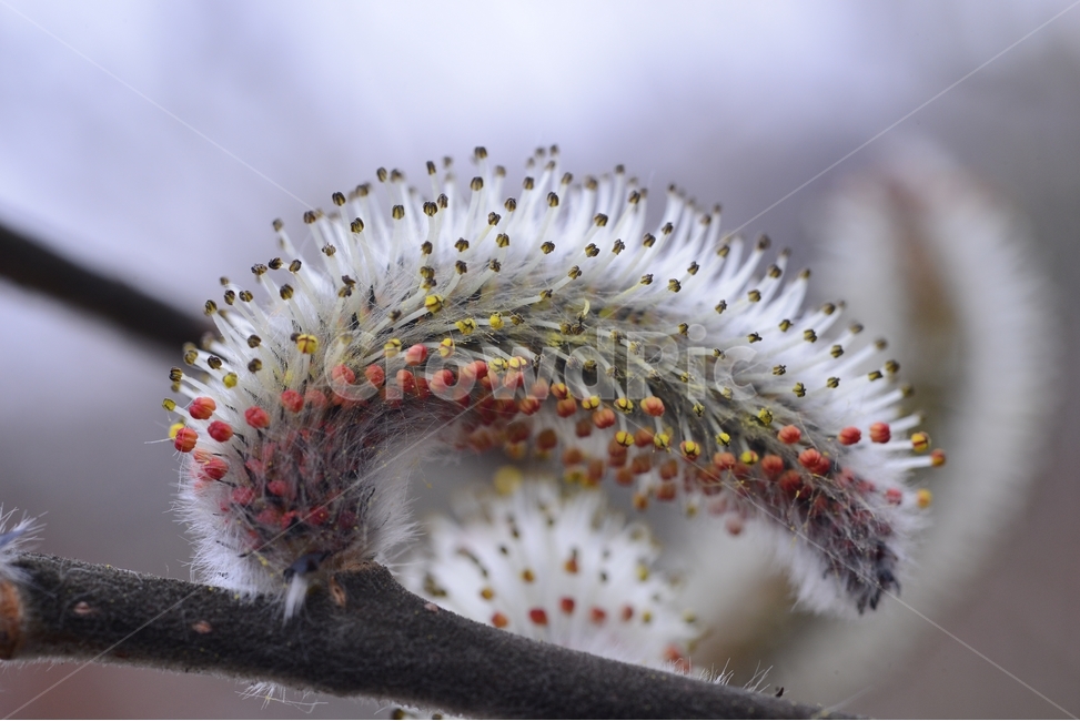 봄,꽃,자연,nature,클로즈업,closeup,갯버들,spring,flower,봄,계절,spring,season,식물,자연,plants,nature,꽃,flower,plant