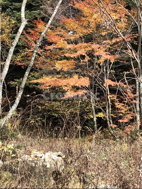 tree,나무,plant,식물,maple,단풍,가을,풍경,가을,계절,fall,autumn,season