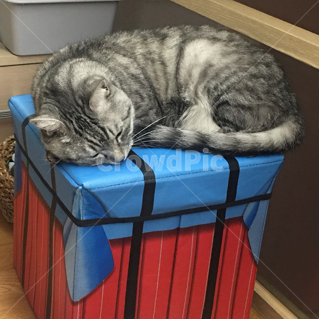 수면,개냥이,고양이,동물,애완동물,반려동물,귀여움,포유류,animal,mammal,kitty,kitten,반려묘,냐옹이,표정,휴식,힐링,냥이,feelimg
