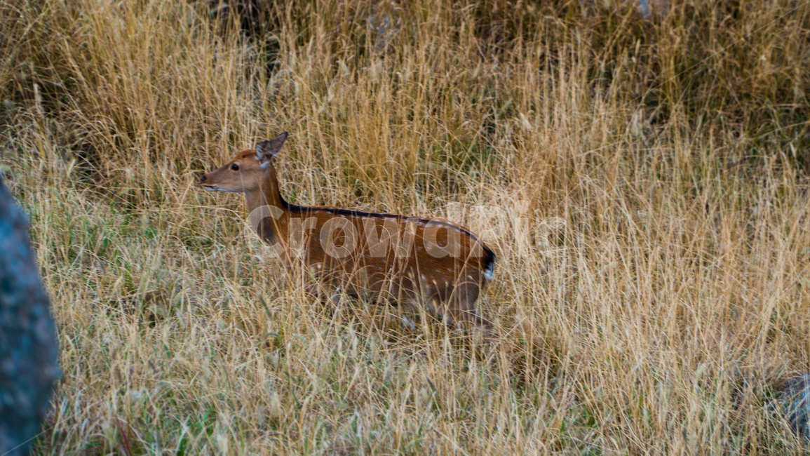 animal,동물,mammal,포유류,야생생물,wildlife,영양,antelope,deer,사슴,동물,animal,포유류,mammal