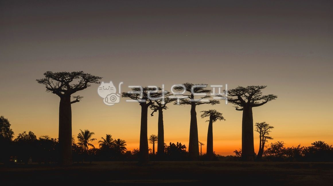 Madagascar Sunset,dusk,Africa Madagascar Baobab Tree,Madagascar Baobab Street Sunset,baobab tree,sky,red sky,nature,tree,Dusk,Baobab street night,Madagascar Baobab Street,outdoors,redsky,plant,sunset,silhouette