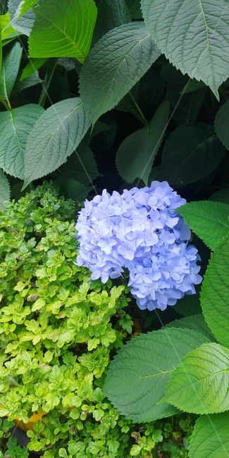 꽃,식물,꽃잎,수국,파란꽃,여름꽃,정원,자연,flower,들꽃