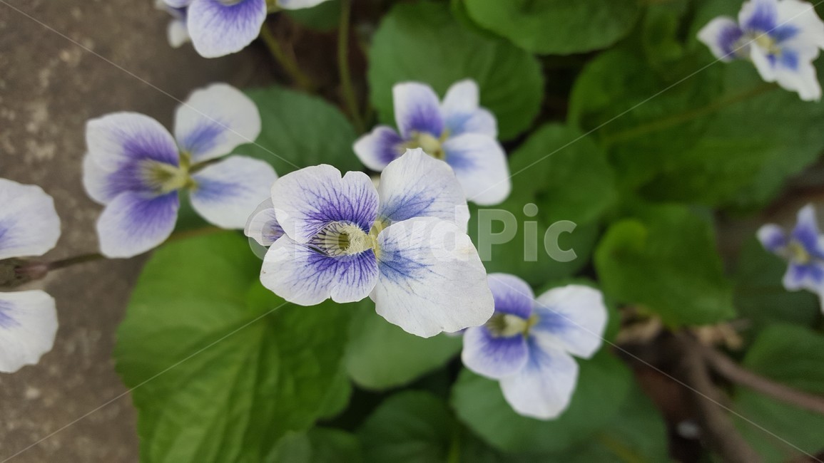 팬지,보라색,팬지꽃,작은꽃,식물,봄,계절,spring,season,자연,풍경,nature,landscape,식물,plants,꽃,flower,geranium,제라늄,blossom,plant