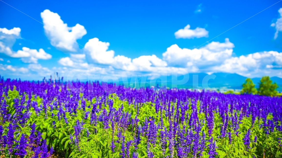 북해도,홋카이도,팜토미타,라벤더,북해도여름,자연,풍경,nature,landscape,색깔,색상,색채,색감,color sense,color sensitivity,feeling of color,outdoors,옥외,grassland,목초지,field,들,farm,농장,rural,농촌,meadow
