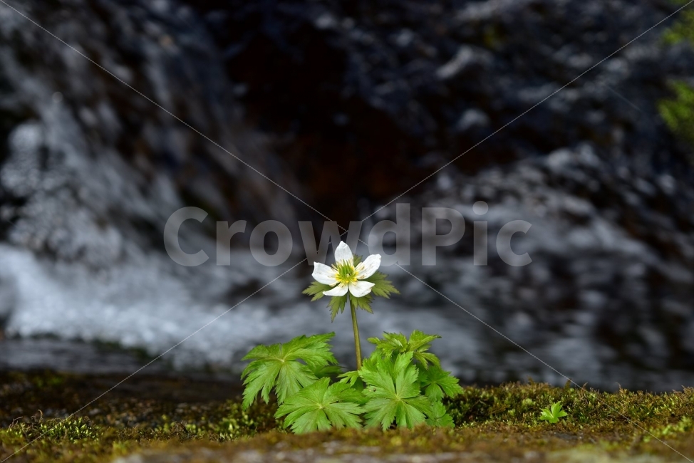 모데미풀,봄,야생화,꽃,청태산,강원도,봄꽃,고산야생화,감성,wildflower,산꽃,봄야생화,계곡,이끼,꽃말,슬픈추억,아쉬움,MegaleranthissaniculifoliaOhwi,금매화아재비,운봉금매화,식물,자연,식생,생태,식물,자연,plants,nature,꽃,flower