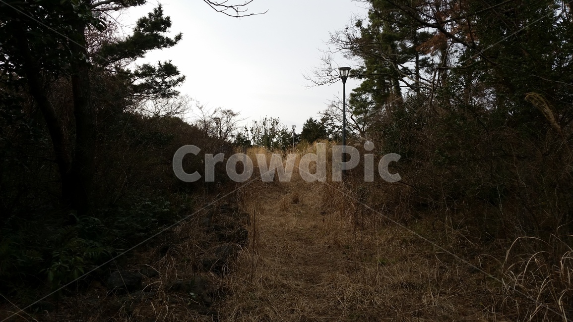 숲,갈대,나무,풀,산길,forest,wood,reed,grass,mountainpath