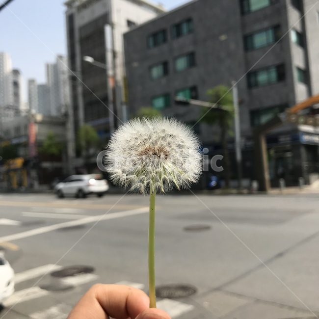 민들레,꽃,도심,꽃가루,자연,식물,자연,plants,nature