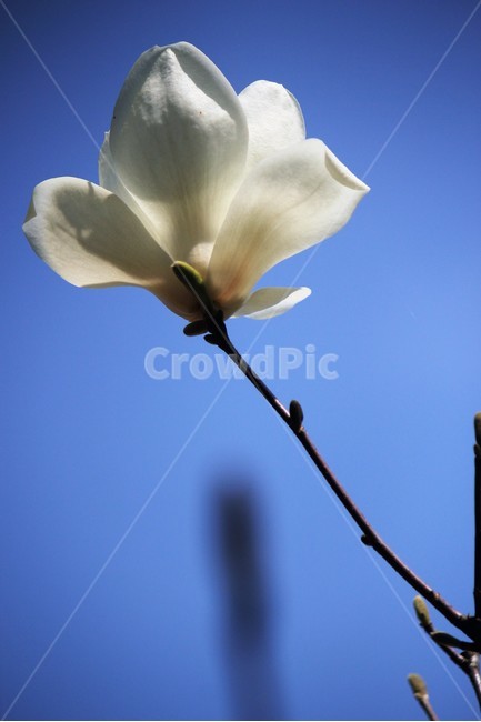 파란하늘,봄,꽃,목련,배경,봄,계절,spring,season,식물,자연,plants,nature,꽃,flower,blossom,geranium,제라늄,plant