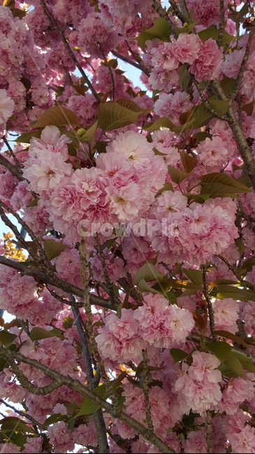 가로수,꽃,만개,꽃나무,분홍,식물,자연,plants,nature,꽃,flower