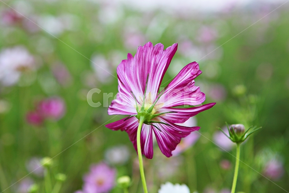 코스모스,꽃,꽃잎,가을,식물,자연,가을꽃,공원,가을,계절,fall,autumn,season,식물,자연,plants,nature,꽃,flower,geranium,제라늄,plant,blossom,petal