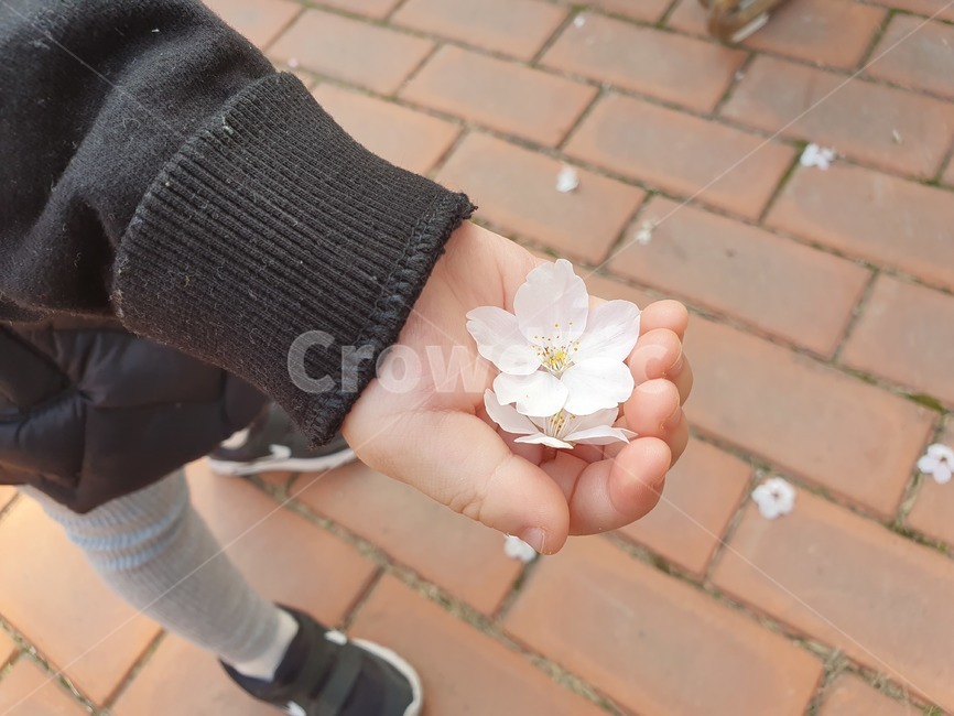 벚꽃,꽃,아이,손,봄,봄,계절,spring,season