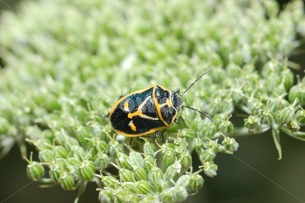 자연,접사,매크로,마이크로,곤충,Nature,closeup,macro,micro,insects,노린재,북쪽비단노린재,식물,자연,plants,nature,꽃,flower,동물,animal,곤충,벌레,insect,bug
