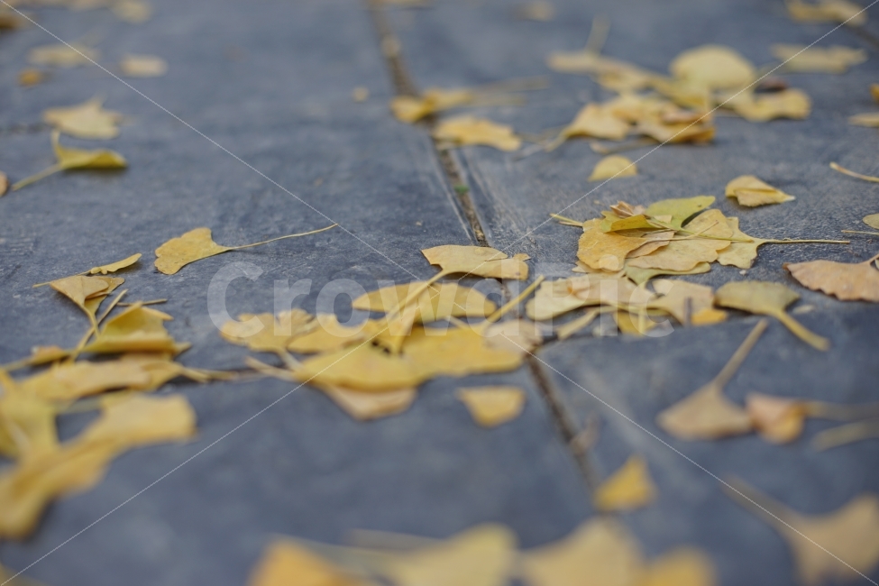 가을,은행나무,은행잎,바닥,감성,잔잔함,쓸쓸함,가을,계절,fall,autumn,season,식물,자연,plants,nature,leaf,잎,plant