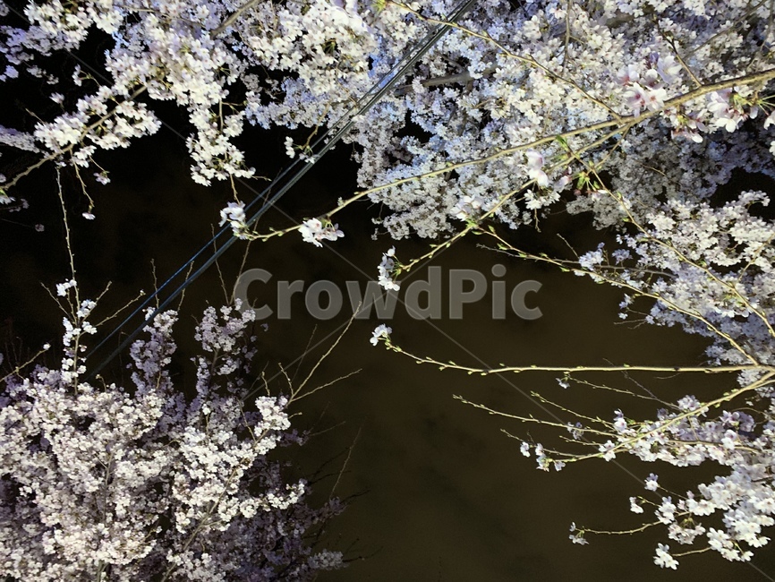 flower,cherryblossom,벚꽃,식물,꽃,밤,감성,밤마실,나뭇가지,느낌,봄,계절,spring,season,cherry blossom,blossom,plant